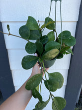 Hoya Obovata