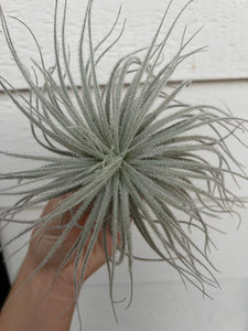 Tillandsia Tectorum