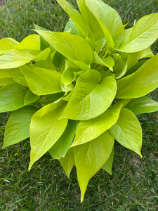 Pothos Neon