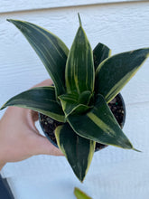 Dark Variegated Sansevieria