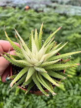 Haworthia Variegated