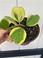 Hoya Kerrii Variegated Hoya Heart ('SweetHeart')