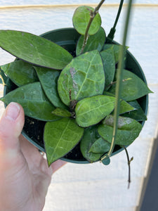 Hoya Parasitica Black Margin