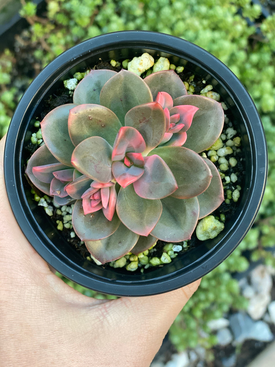 chroma succulent Echeveria Chroma