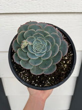 Echeveria Blue Rose Imbricata