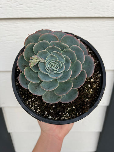Echeveria Blue Rose Imbricata