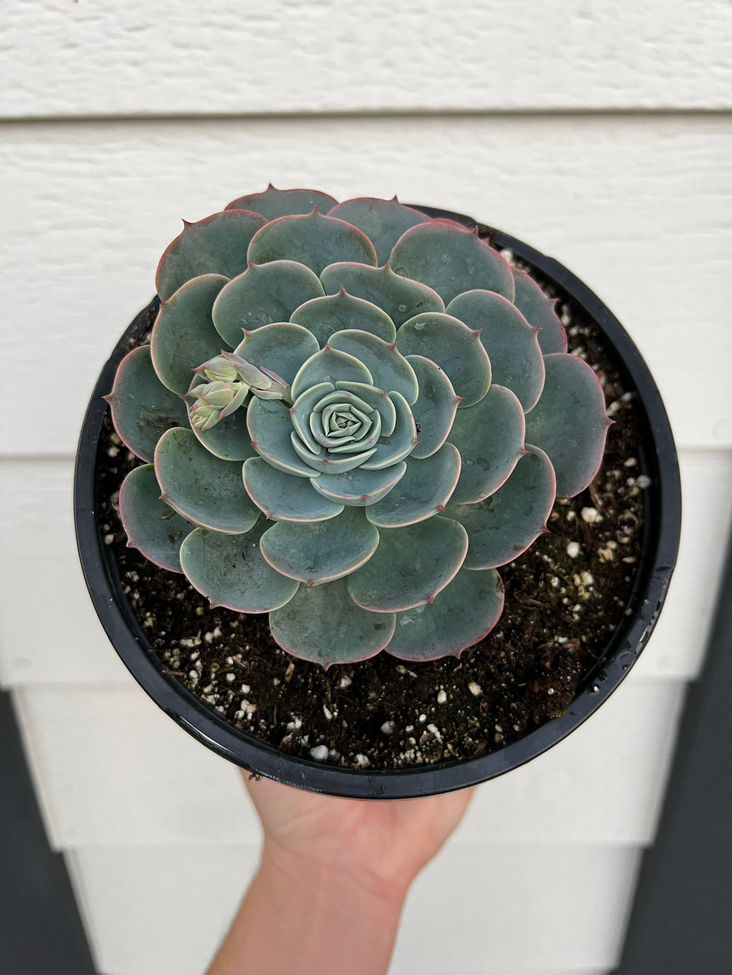 Echeveria Blue Rose Imbricata