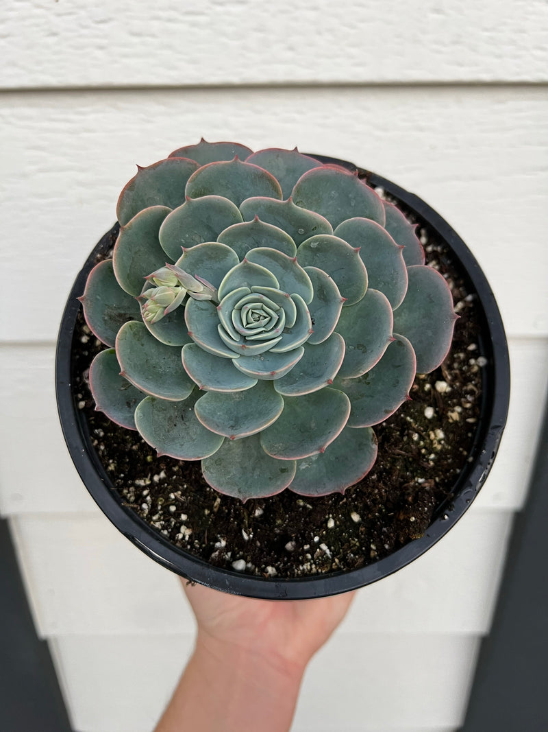 blue rose succulent Echeveria Blue Rose Imbricata – In Succulent Love