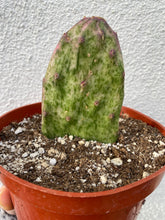 Variegated Opuntia Cactus (Variegated Prickly Pear)