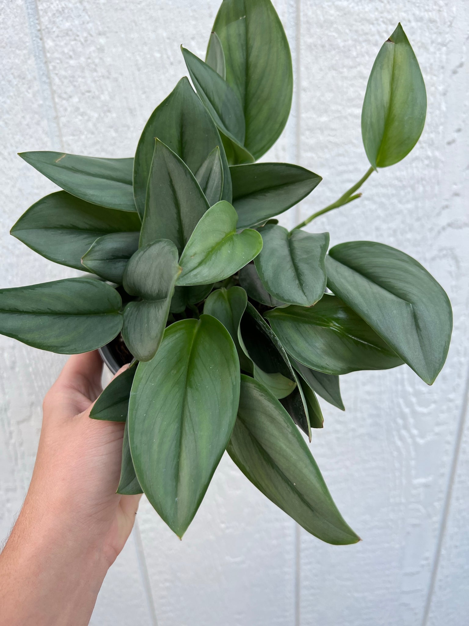 pothos treubii moonlight Scindapsus Treubii ' Moonlight ' ( Pothos ) – In Succulent Love
