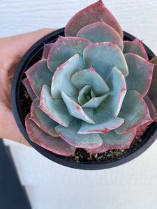 Echeveria Morning Light / Morning Beauty