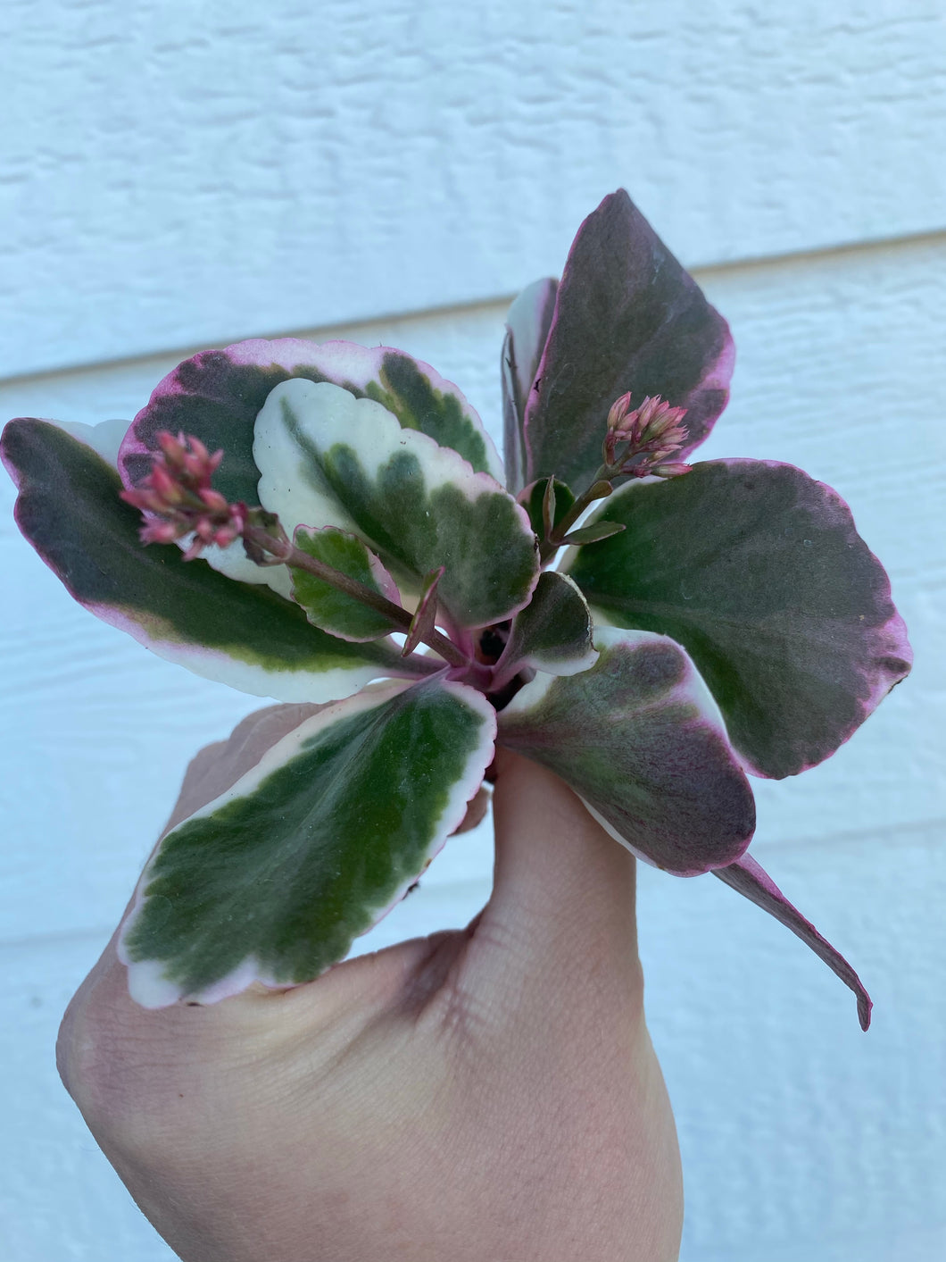 blossfeldiana kalanchoe succulent Kalanchoe Blossfeldiana Variegata – In Succulent Love