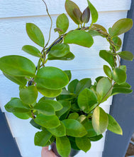 Hoya Australis Wreath