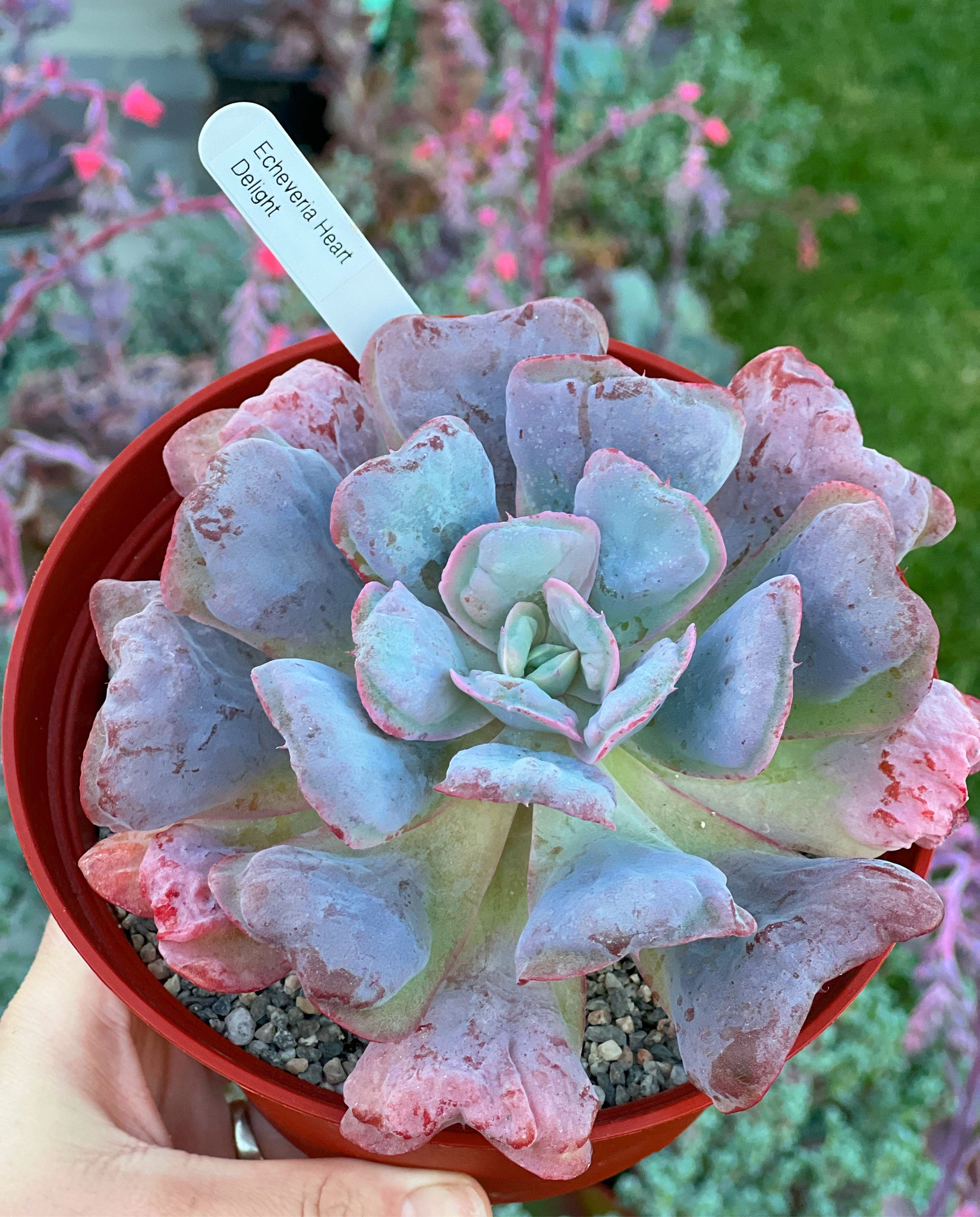 succulent delights Echeveria Heart Delight