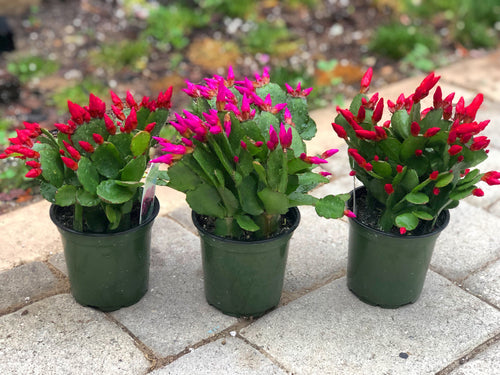 Spring Easter Cactus Trio (4in Pots)
