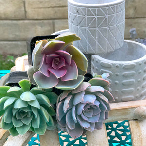 3 pot planter ideas Mini Planter Trio DIY Kit: Makes 3 Pots! – In Succulent Love