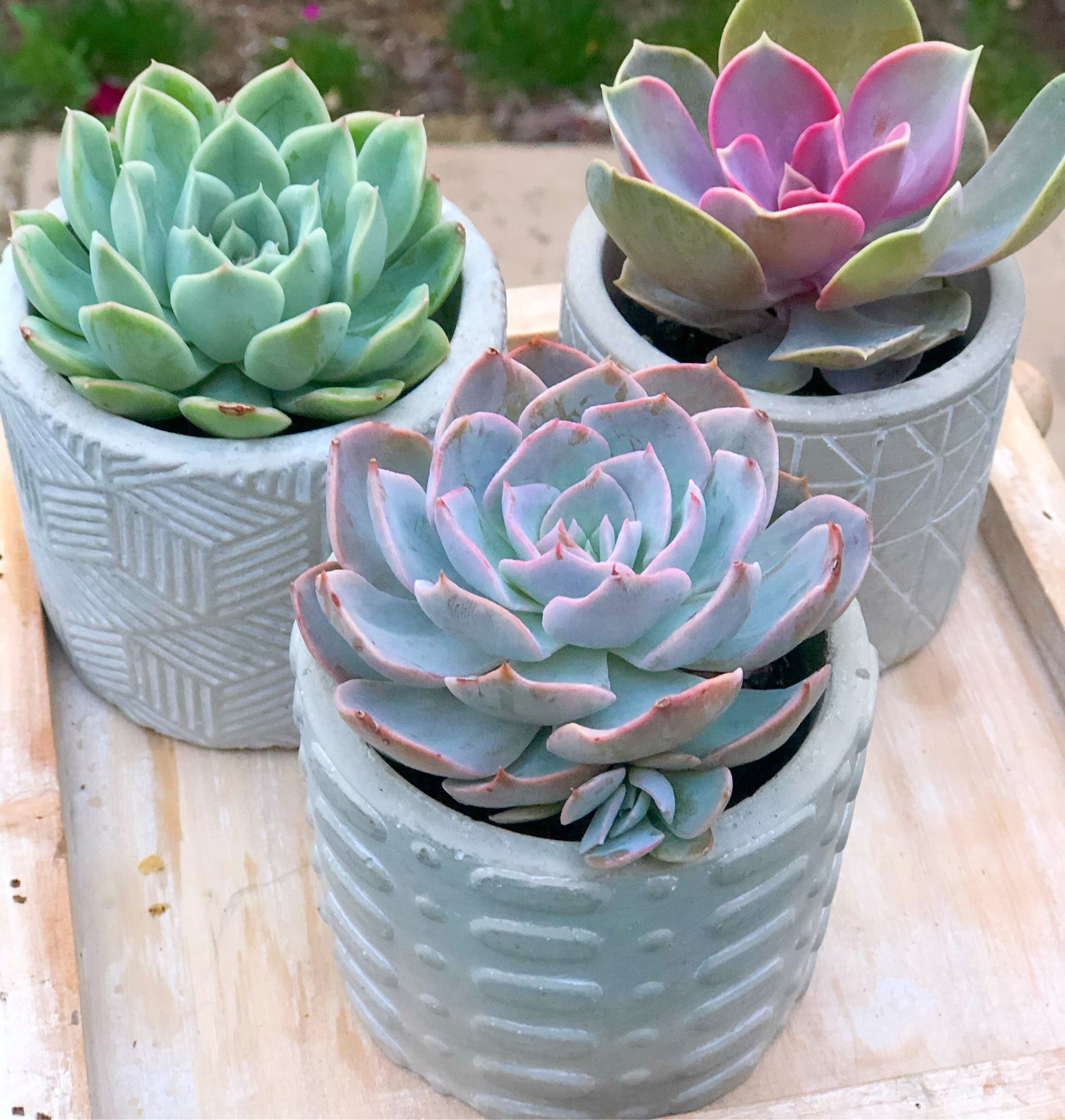 diy mini plant pots Mini Planter Trio DIY Kit: Makes 3 Pots! – In Succulent Love