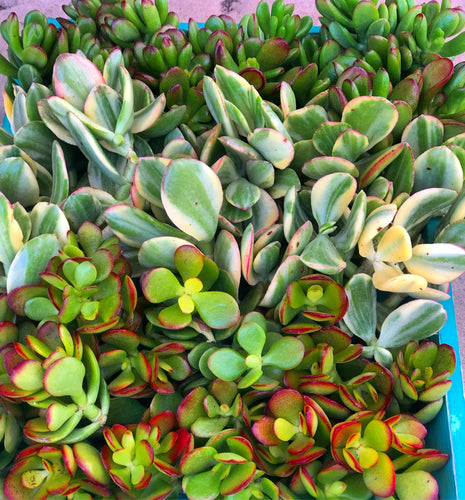 Crassula Cutting Set (45 cuttings!)