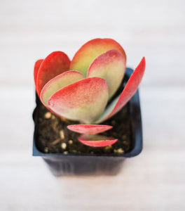 red lips succulent Kalanchoe Luciae ( Flapjack / DinnerPlate ) – In Succulent Love