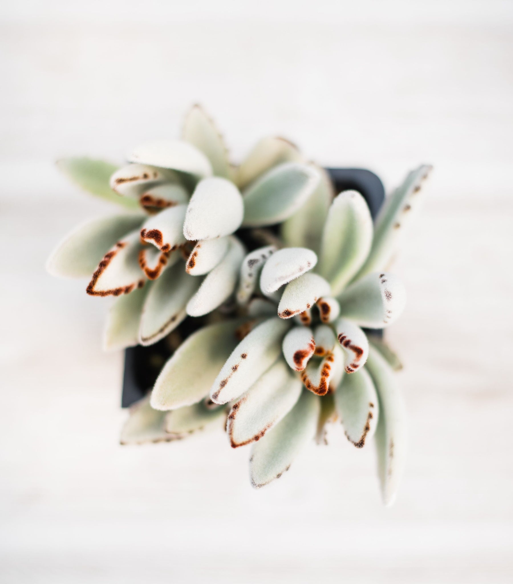 white panda succulent Kalanchoe Tomentosa (Light Panda Plant) – In Succulent Love