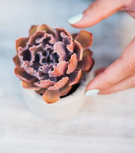 Meditative Terrarium DIY Kit
