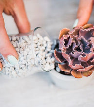Meditative Terrarium DIY Kit