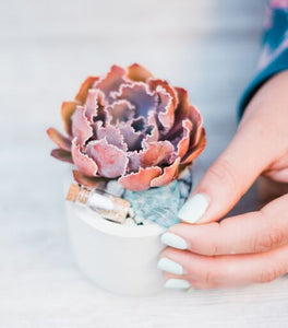 Meditative Terrarium DIY Kit