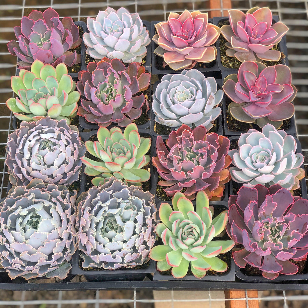 Mixed Spring Succulent Set (4in)