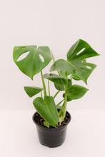 Monstera Deliciosa Split Leaf