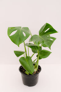 Monstera Deliciosa Split Leaf