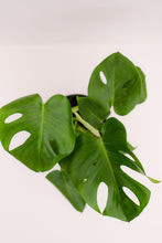 Monstera Deliciosa Split Leaf