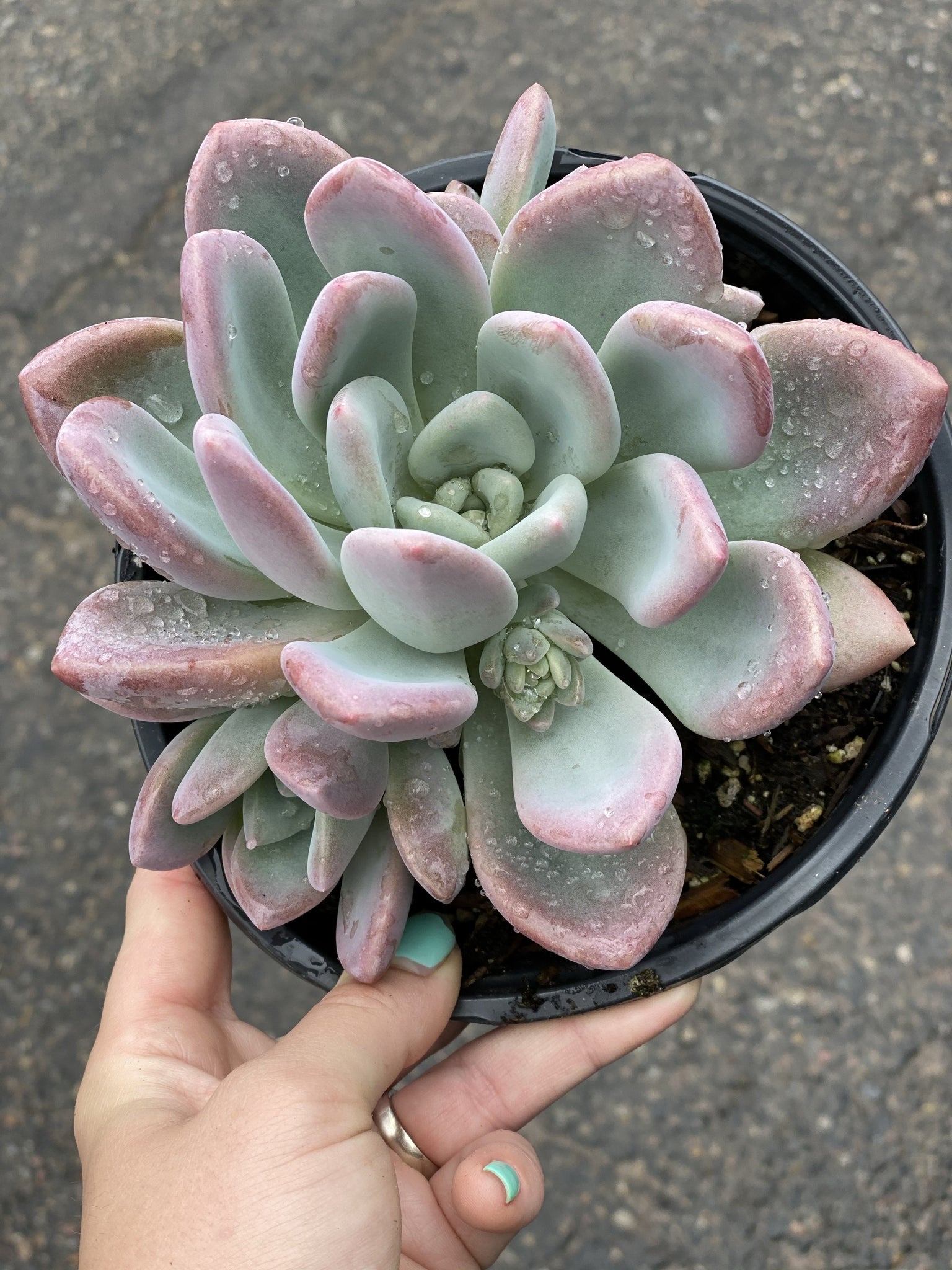opalina succulent care Graptoveria Opalina