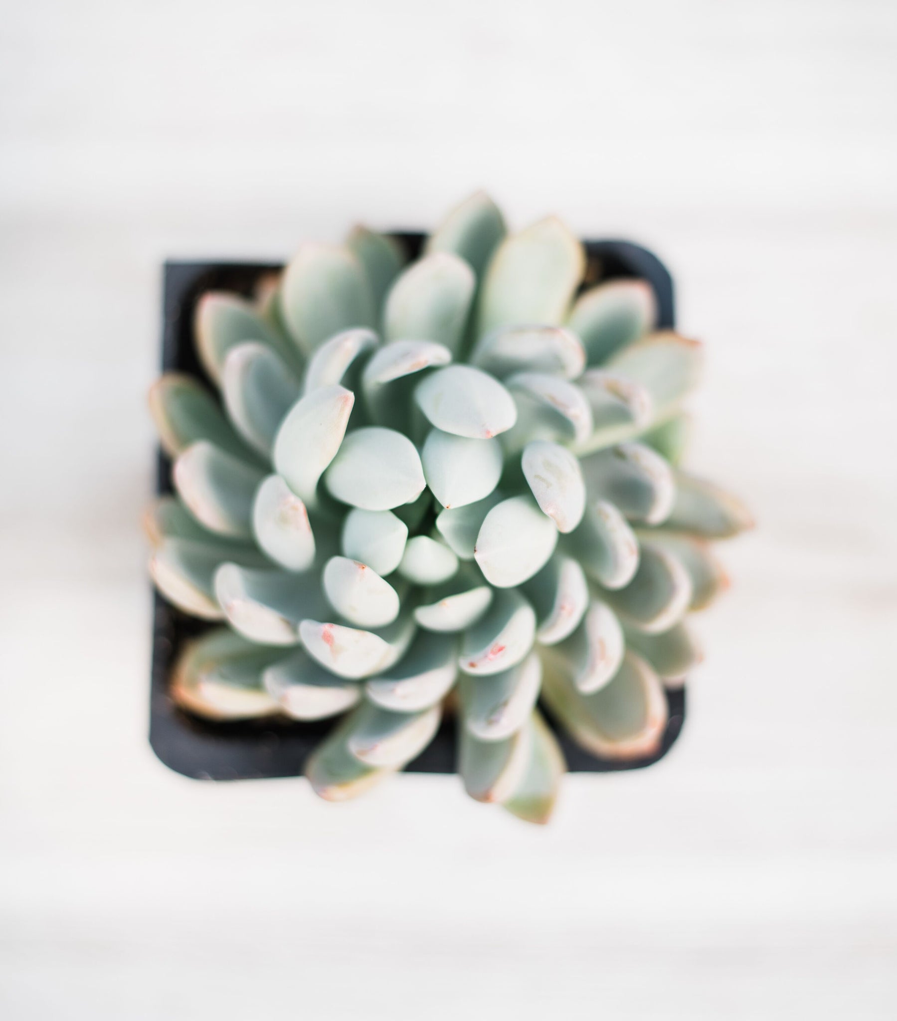 scheideckeri succulent Pachyveria Scheideckeri ‘Jeweled Crown / Blue Tower’