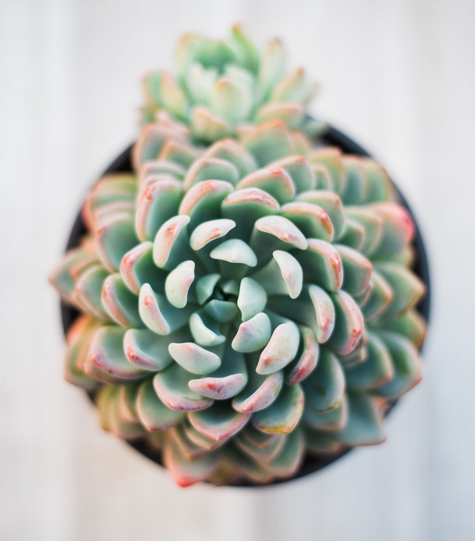 scheideckeri succulent Pachyveria Scheideckeri ‘Jeweled Crown / Blue Tower’