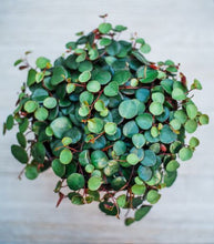 Peperomia Ruby Cascade