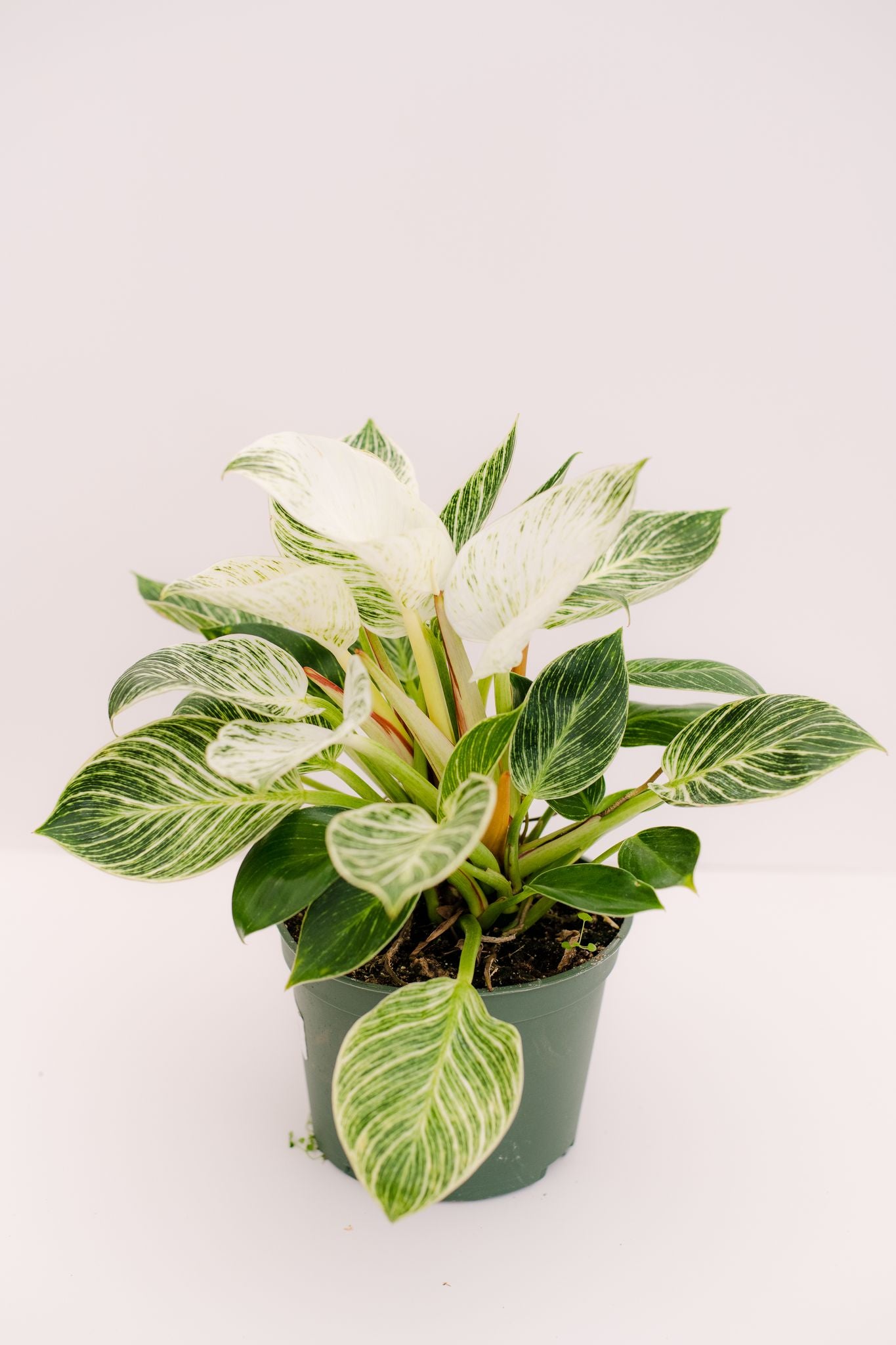 philodendron kwekerij Philodendron Birken
