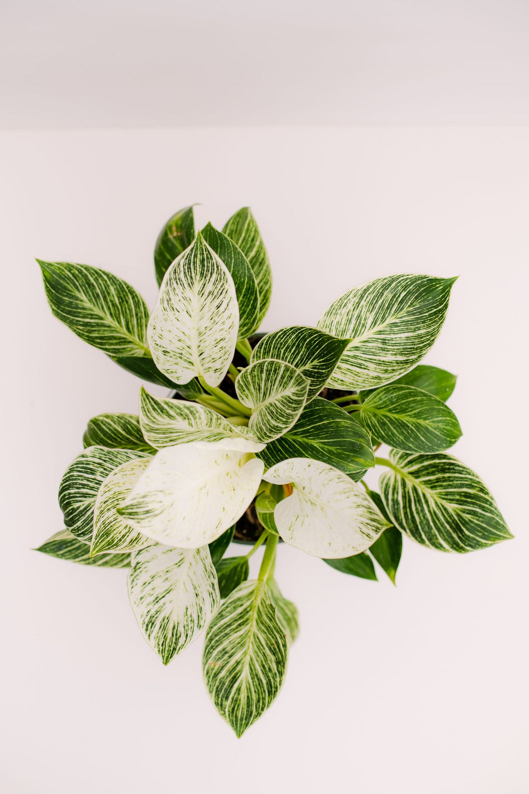 philodendron bullwinkle Philodendron Birken