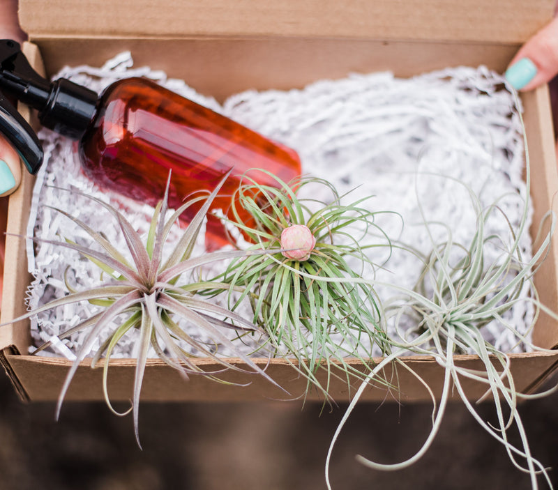 air plant box The Plant Parcel Box of Airplants – In Succulent Love