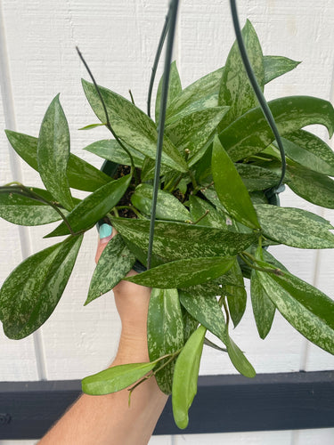 Hoya Pubicalyx Super Splashy