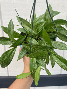 Hoya Pubicalyx Super Splashy