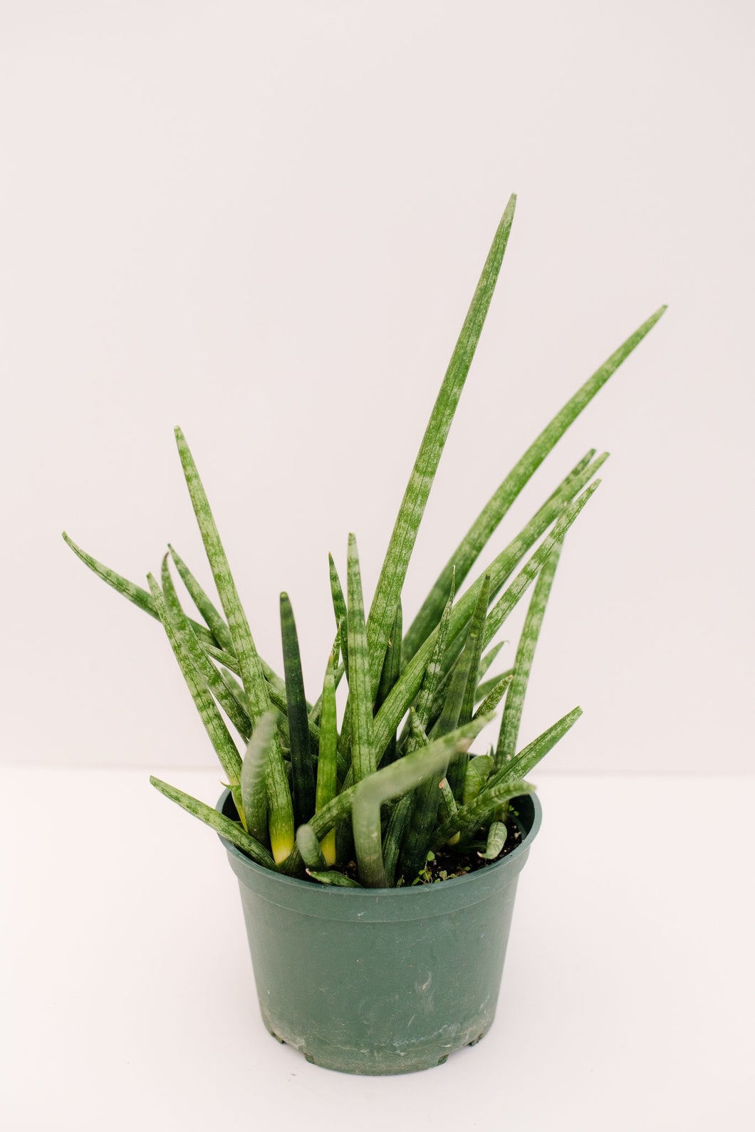small cylindrical snake plant Sansevieria Cylindrical – In Succulent Love