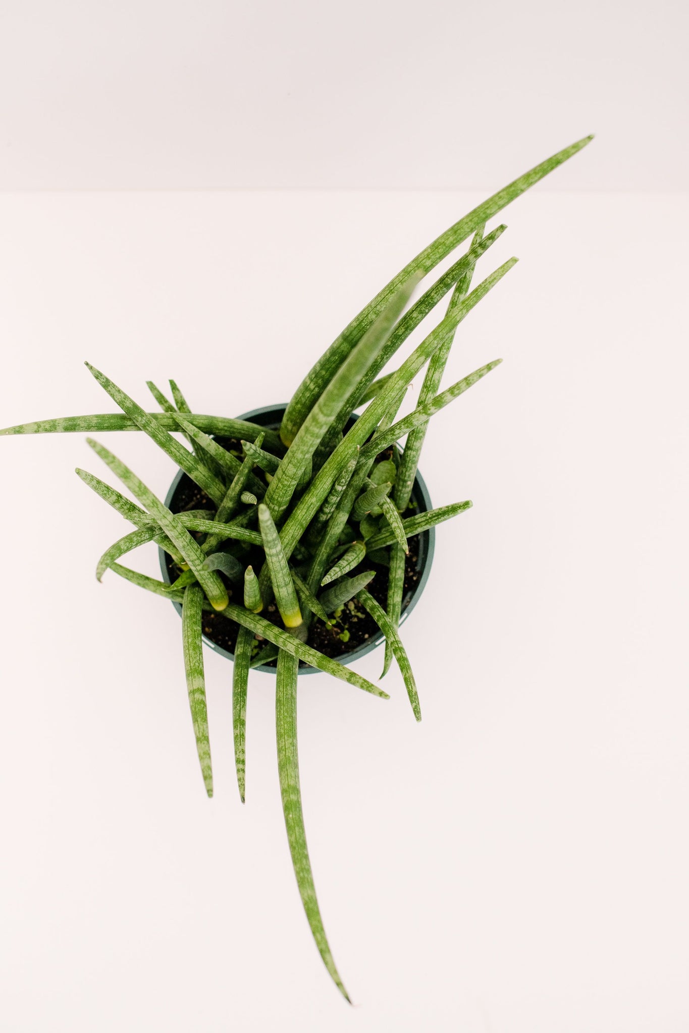 sansevieria cilindro Sansevieria Cylindrical – In Succulent Love