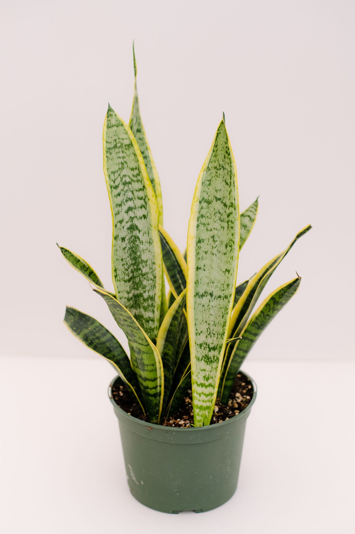 sansevieria trifasciata buy Sansevieria Trifasciata Laurentii – In Succulent Love