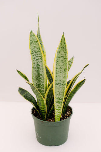 Sansevieria Trifasciata Laurentii