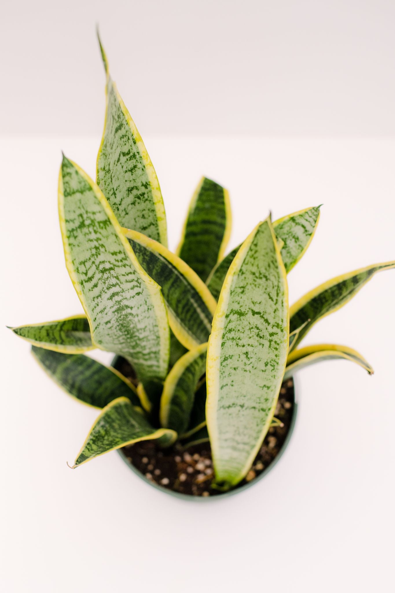 sansevieria gatti Sansevieria Trifasciata Laurentii – In Succulent Love