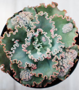 Echeveria Sea Dragon (USPP29814)