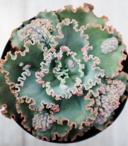 succulent dragon Echeveria Sea Dragon (USPP29814)