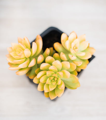 Sedum Adolphii Golden