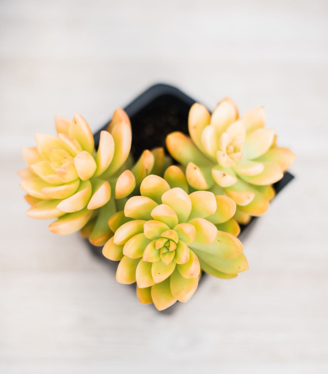 Sedum Adolphii Golden