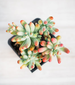 Sedum Pachyphytum